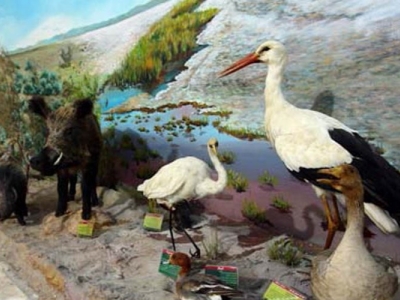 بازدید از موزه تاریخ طبیعی قم در دهه فجر رایگان است
