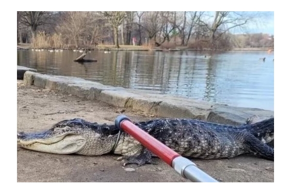 کشف تمساح در یک پارک شهری در نیویورک