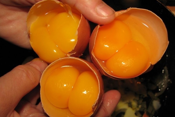 زرده های شیمیایی در بازار تخم مرغ