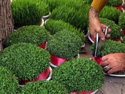 یک پیشنهاد برای کاشت سبزه عید