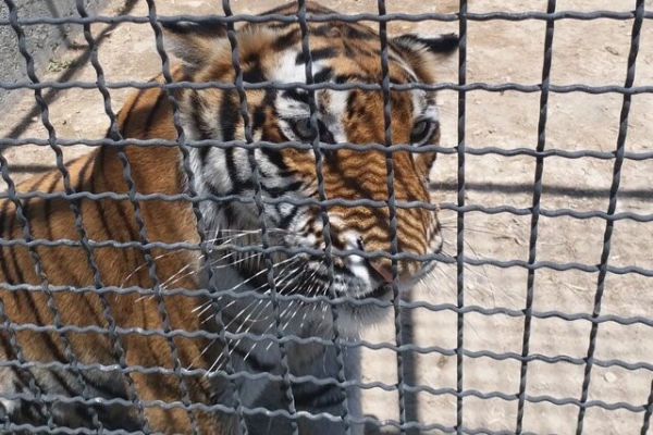 تلف شدن یک قلاده ببر ۱۱ ساله ‌در باغ وحش مشهد+عکس