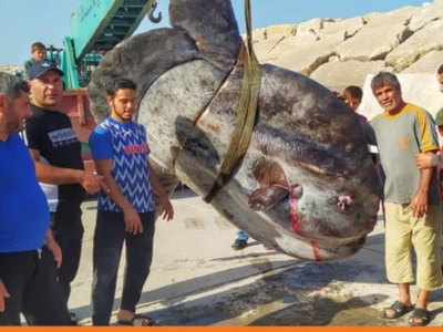 صید «خورشید ماهی» یک تُنی در شهر ساحلی جبله سوریه+فیلم