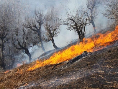 ترکیه درخواست اسرائیل برای کمک به اطفای حریق جنگل‌ را نپذیرفت