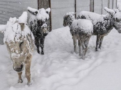 الاغ‌هایی که در ترکیه از شدت سرما یخ زدند+فیلم