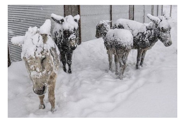 الاغ‌هایی که در ترکیه از شدت سرما یخ زدند+فیلم