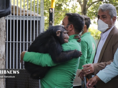 بچه شامپانزه ایرانی که در کنیا عاقبت به خیر شد+عکس