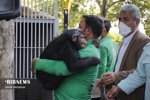 بچه شامپانزه ایرانی که در کنیا عاقبت به خیر شد+عکس