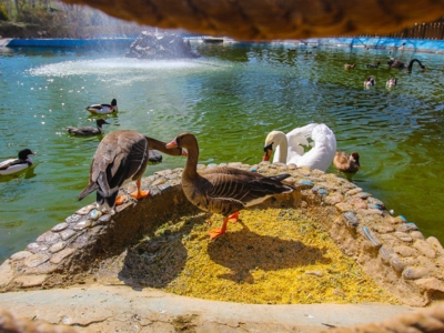 تعطیلی مراکز نگهداری حیات وحش تهران در پی مشاهده آنفلوآنزای پرندگان در قم