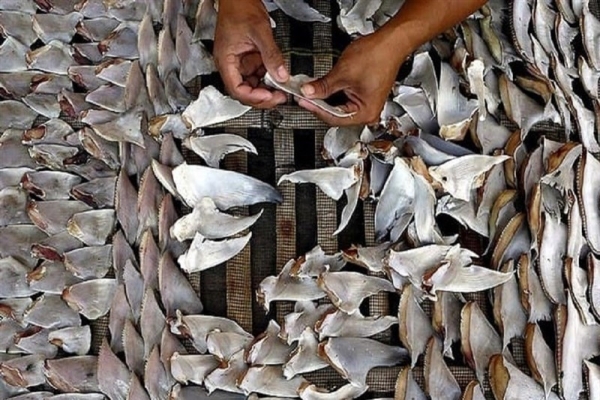 کشف محموله بزرگ قاچاق «باله کوسه ماهی» در آب های جزیره کیش