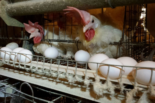 ۱۷۹ واحد مرغداری تخمگذار در قم موجود است