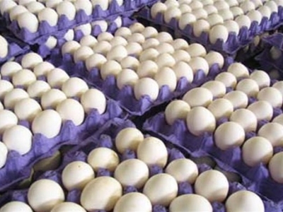 رکورد صادرات تخم مرغ شکسته شد