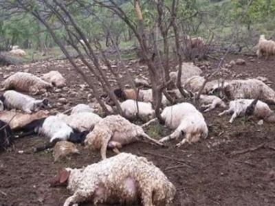  تلف شدن ۵۵ راس گوسفند در نیشابور به علت نوشیدن آب آلوده