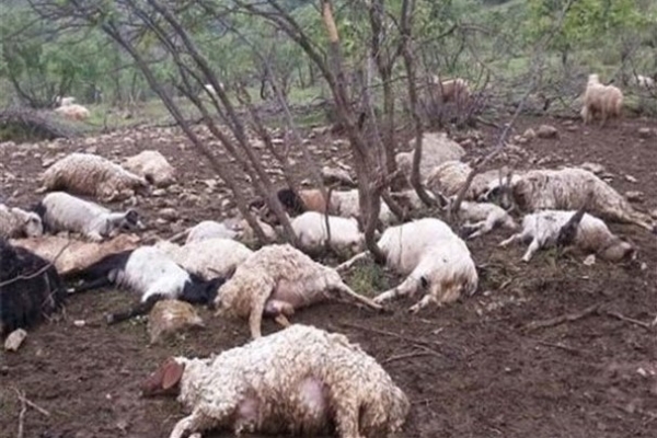  تلف شدن ۵۵ راس گوسفند در نیشابور به علت نوشیدن آب آلوده