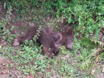 تلف شدن خرس قهوه‌ای در تصادفی در جاده شاهرود- آزادشهر