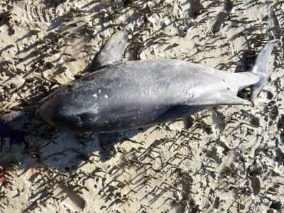 کشف لاشه ۲ دلفین و نهنگ در سواحل بحرکان شهرستان هندیجان