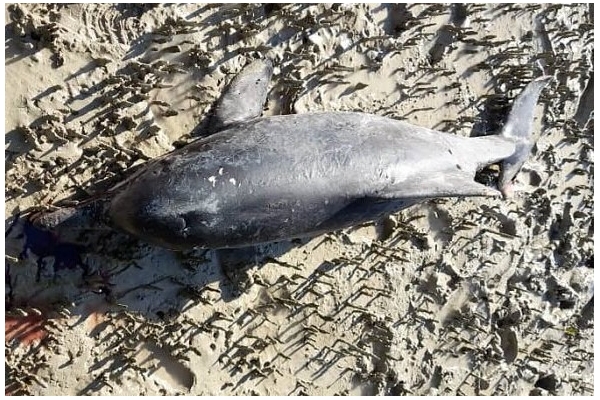 کشف لاشه یک دلفین در بندرخمیر هرمزگان
