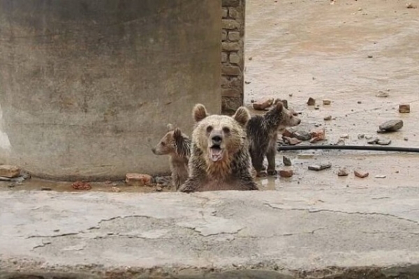 گیر افتادن چند خرس در استخر کشاورزی در کرمانشاه+ فیلم
