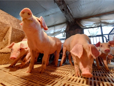 شیوع تب خوکی آفریقایی در کره جنوبی/تعلیق فعالیت مزارع خوک
