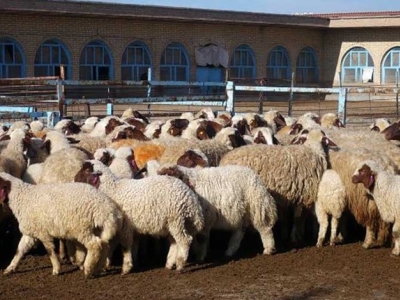 خبر مهم وزیر جهادکشاورزی درباره قیمت گوشت و مرغ
