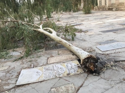 سوزاندن پایه درختان قبرستان نو در قم
