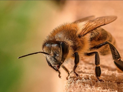 واکنش انستیتو پاستور به ادعای درمان کرونا با نیش زنبور عسل در صداوسیما