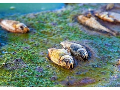 مرگ ماهی‌ها در سد «سهرین»+ تصاویر