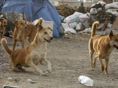 سگ هار ۸ نفر را در محمودآباد مجروح کرد