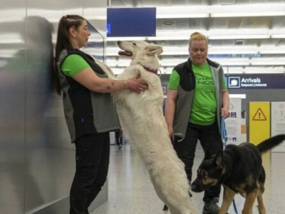 استفاده از سگ های کرونایاب در فرودگاه 