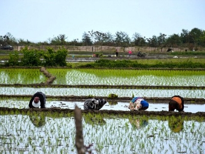 عضو کمیسیون کشاورزی مجلس: ذخایر آبی کشور آمادگی خودکفایی برنج را ندارد