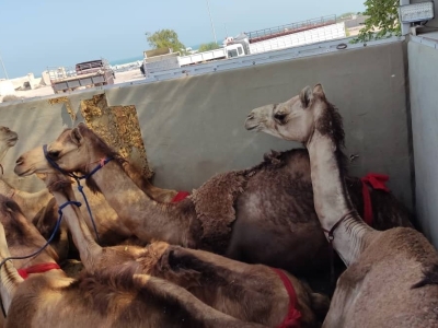 مسافران پرحاشیه گمرک؛ این بار شتران قطری!+تصاویر