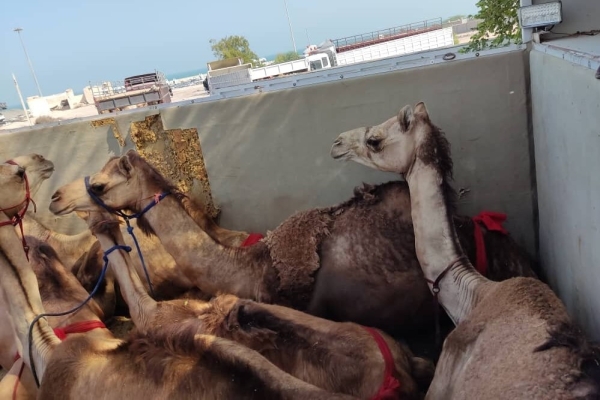 مسافران پرحاشیه گمرک؛ این بار شتران قطری!+تصاویر