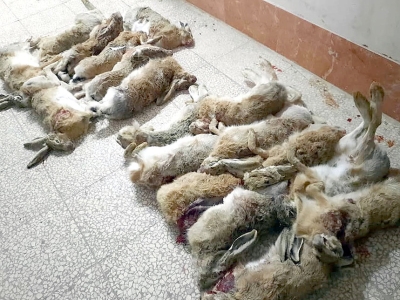 شکارچیان ۱۸ خرگوش وحشی در قم دستگیر شدند