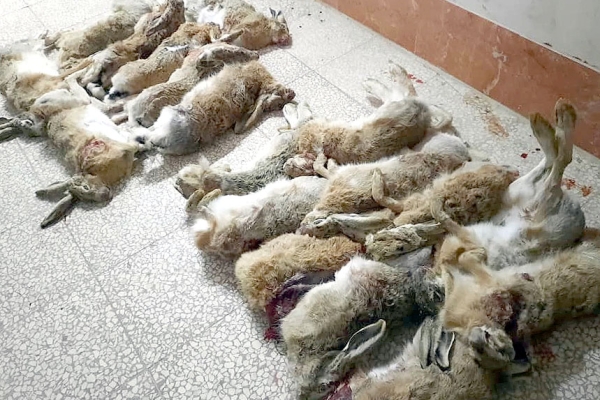 شکارچیان ۱۸ خرگوش وحشی در قم دستگیر شدند