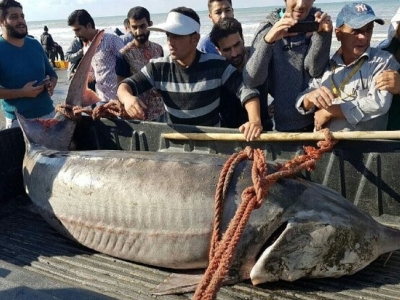 صید فیل ماهی ۲۱۰ کیلویی توسط صیادان مازندران