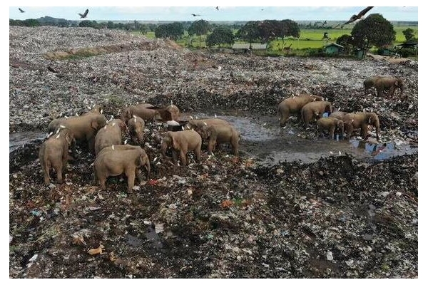 مرگ فیل‌های سریلانکایی به خاطر خوردن زباله‌های پلاستیکی+تصاویر