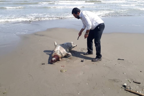 کشف لاشه یک قلاده فُک خزری در ساحل محمودآباد 