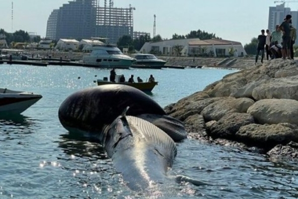 مشاهده لاشه یک نهنگ در آب‌های جزیره کیش+فیلم