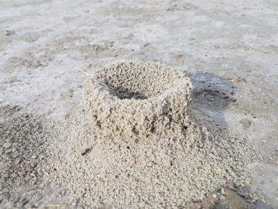 مشاهده پدیده عجیب از لانه‌سازی مورچگان در دریاچه بختگان+فیلم