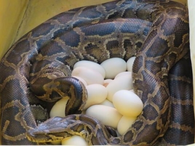 مار پیتون در قزوین ۲۰ تخم گذاشت