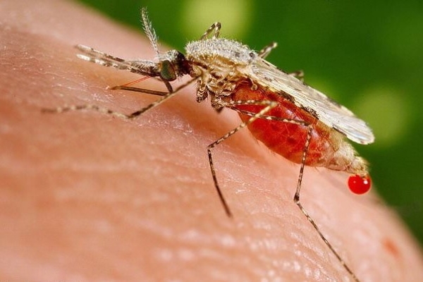 به صدا درآمدن زنگ خطر مالاریا در سیستان و بلوچستان 