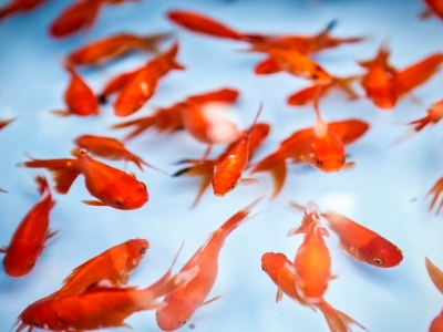 مراکز عرضه ماهی قرمز در قم کنترل می‌شود
