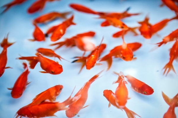 چند توصیه مهم در مورد خرید و نگهداری ماهی قرمز شب عید