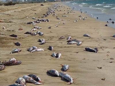 تلف شدن تعداد زیادی ماهی در ساحل گناوه+تصاویر