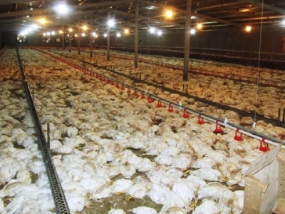 قیمت جدید مرغ زنده تعیین شد 