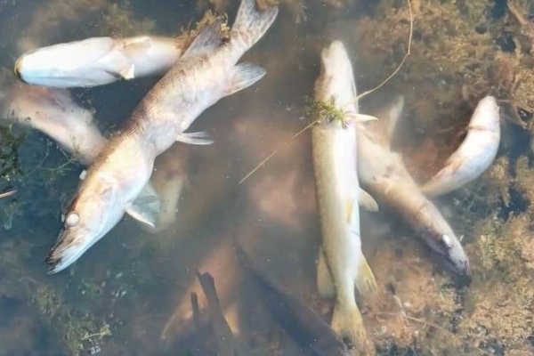 گرمای هوا و کاهش اکسیژن آب عوامل مرگ ماهیان در تالاب انزلی