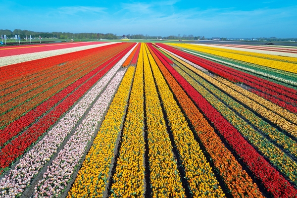 مزرعه رنگارنگ گل‌های لاله در هلند