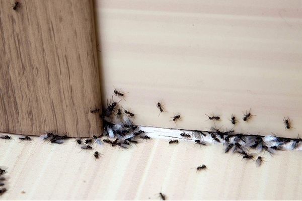 راه‌های فراری دادن مورچه از خانه