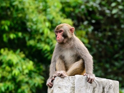 ماجرای رهاسازی میمون‌ها در جنگل‌های شمال چیست؟ + عکس