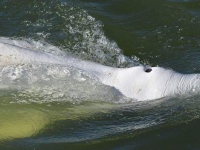 تلاش برای بازگرداندن نهنگ گرفتار شده در رود 