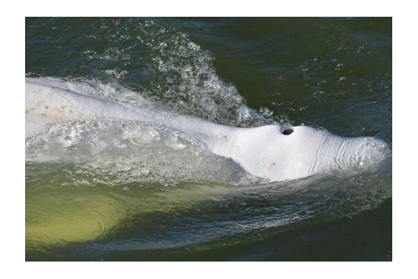 تلاش برای بازگرداندن نهنگ گرفتار شده در رود 